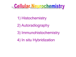 AUTORADIOGRAPHY