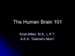 The Human Brain 101
