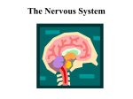 The Nervous System