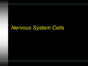 Nervous System Cells