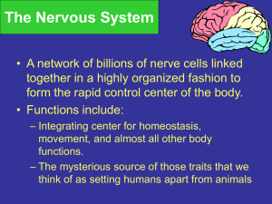 Brain Regions