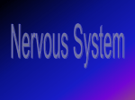 Nervous System