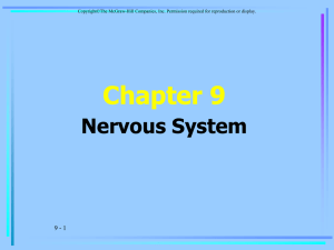 Chapter 9 Nervous System