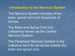 Functions of the Nervous System