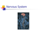 Nervous System