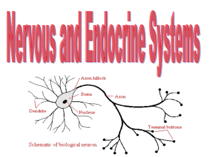 Nervous/ENDO lecture