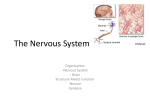 The Nervous System - Needham.K12.ma.us