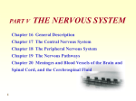神经系统 nervous system