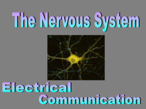 Nervous System Anatomy