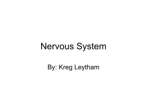 Nervous System