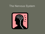 The Nervous Systeminofnotes