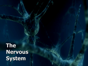 The Nervous System