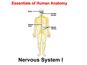 Organization of the Nervous System