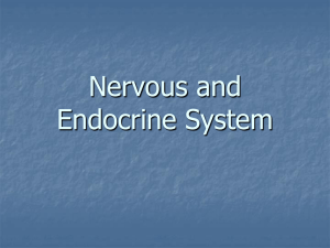 Nervous and Endocrine System