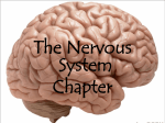 7th sci Nervous System and Brain ppt nervous system and