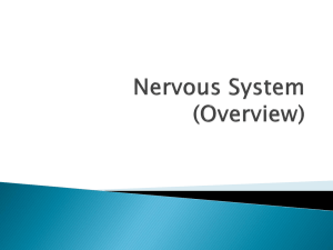 The Nervous System