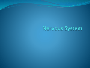 Nervous System - Emery