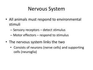 Nervous System