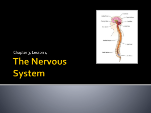 The Nervous and Integumentary Systems