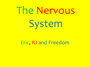 The Nervous System_8C - Science and Math with Mrs. Jessome