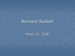 Nervous System - SteinkeScience