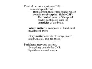 Development of Nervous System