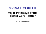 Lateral Corticospinal Tract In the Spinal Cord