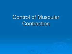 Control of Muscular Contraction