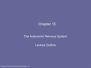 autonomic nervous system