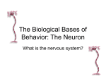 The Biological Bases of Behavior: The Neuron