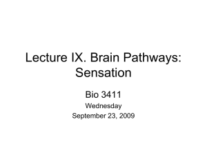 Lecture VIII. Spinal Cord - Natural Sciences Learning Center