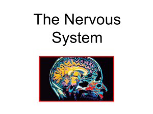 The Sympathetic Nervous System