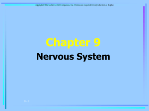 Complete nervous system 11