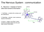 Ch_09_Nervous_System_A_