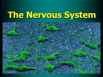 Nervous System Ch 35