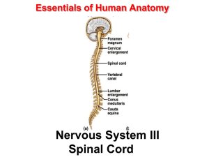 Essentials of Human Anatomy Nervous System III Spinal Cord The