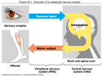 Nervous Systems