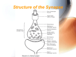 Structure of the Synapse