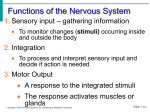 Nerve activates contraction