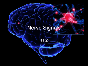 The Importance of the Nervous System