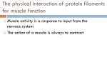 Thin filaments - MF011 General Biology 2
