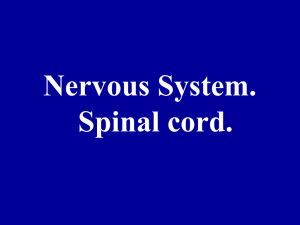 20. Nervous system. Spinal cord