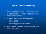 Adult Cortical Plasticity