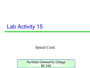 Ativity 13 - PCC - Portland Community College