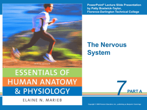 7.1 Functions of the Nervous System