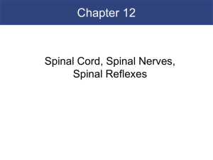 Gross Anatomy of the Spinal Cord