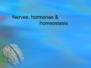 nerves & action potentials - IB