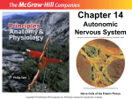 Chapter 14 Autonomic Nervous System Nerve Cells of the Enteric