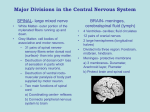 Major Divisions in the Central Nervous System