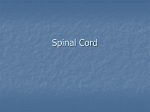 Spinal Cord and Spinal Nerves